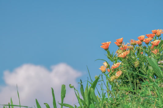 Radiant Skin Secrets: Unveiling the Magic of Calendula Infused Facial Oil