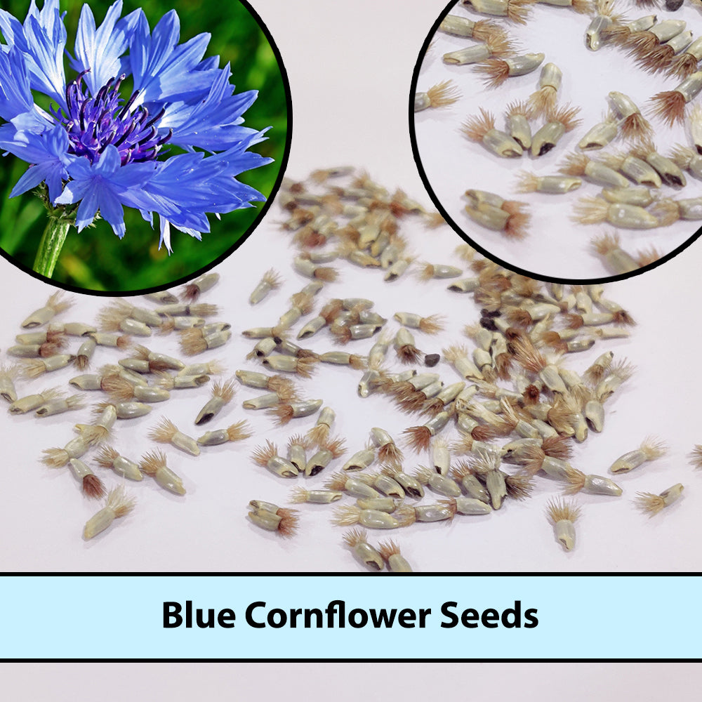 Blue Cornflower Seeds for Gardening | Bachelor Button Flowers Seeds