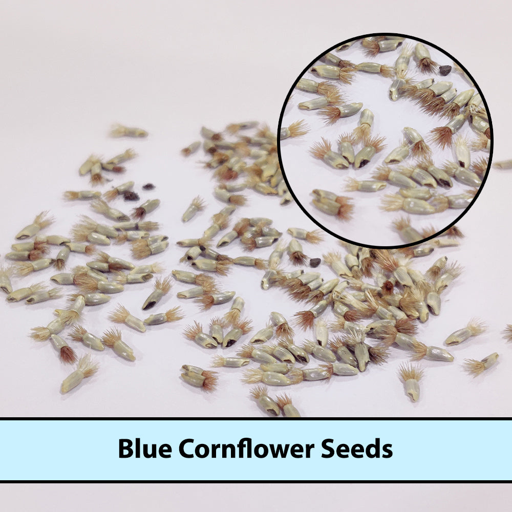 Blue Cornflower Seeds for Gardening | Bachelor Button Flowers Seeds