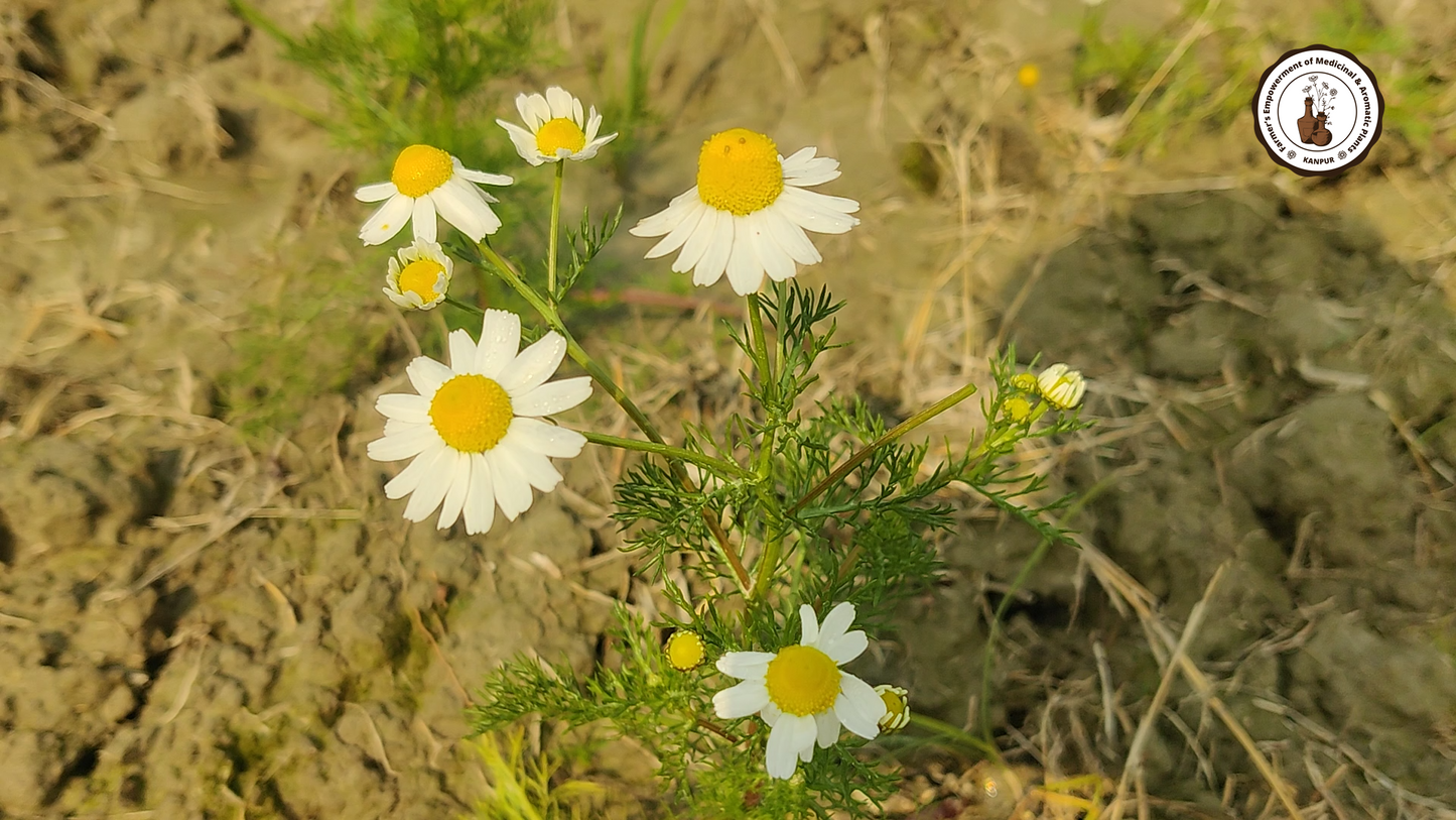 Chamomile Flower Seeds | Chamomile Tea Flower Seed | Babune Ka Phool | Matricaria chamomilla