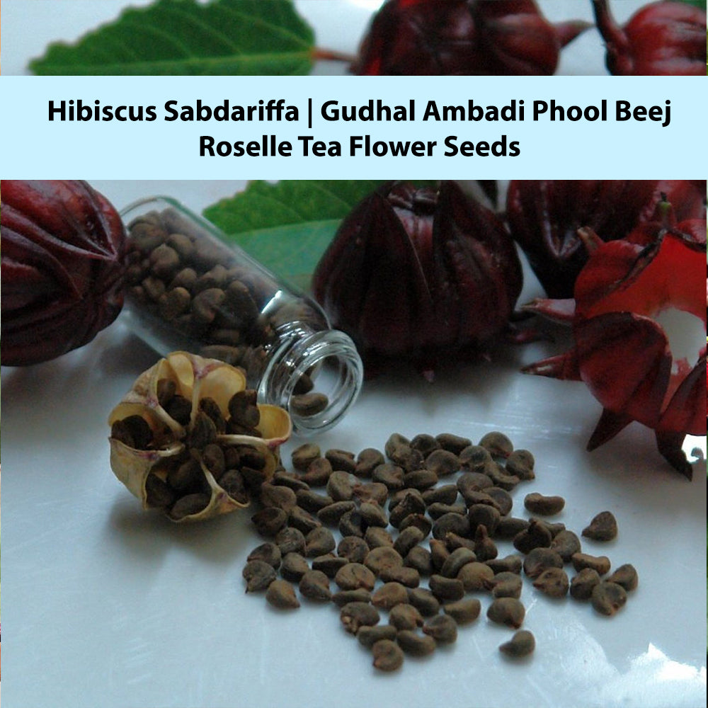 Hibiscus Flower Seeds - Hibiscus sabdariffa Seeds - Gudhal Ambadi Phool Beej, Roselle Tea Flower Seeds