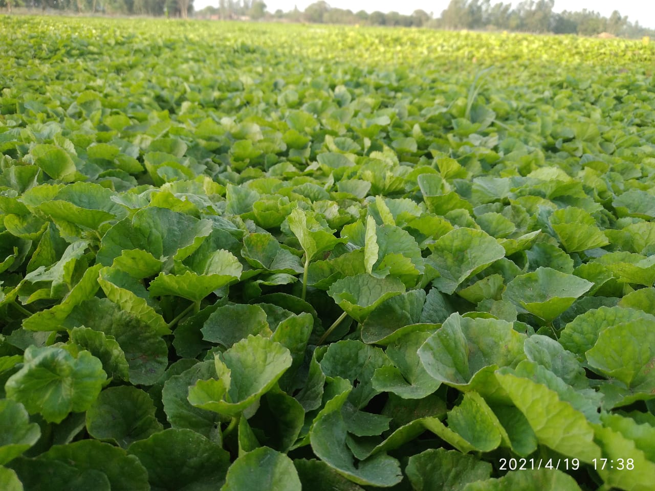 Brahmi | Mandukparni | Centella Asiatica Dried Leaves | Gotu Kola Dried Leaves