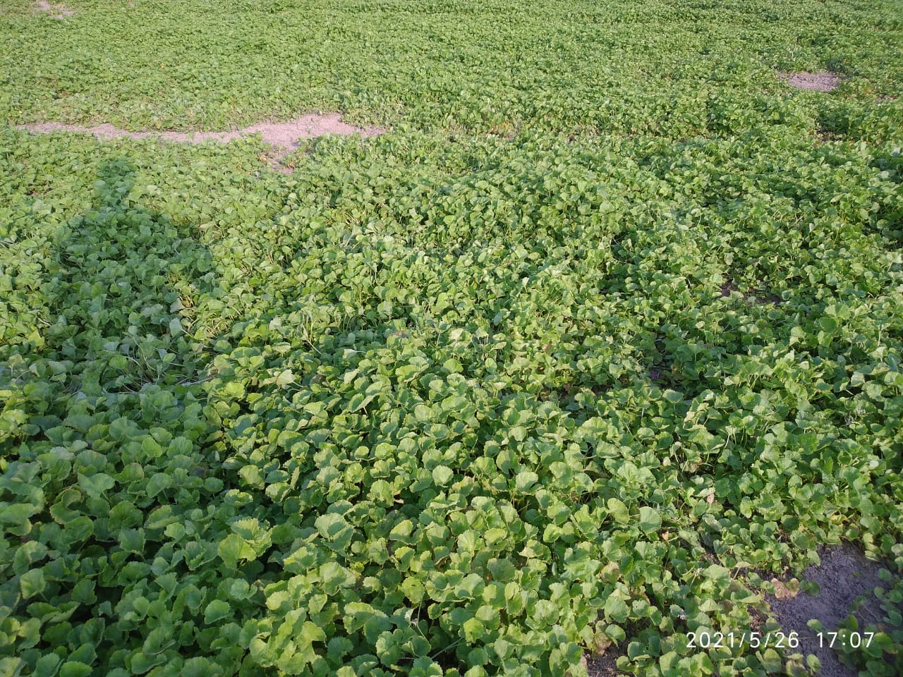 Brahmi | Mandukparni | Centella Asiatica Dried Leaves | Gotu Kola Dried Leaves