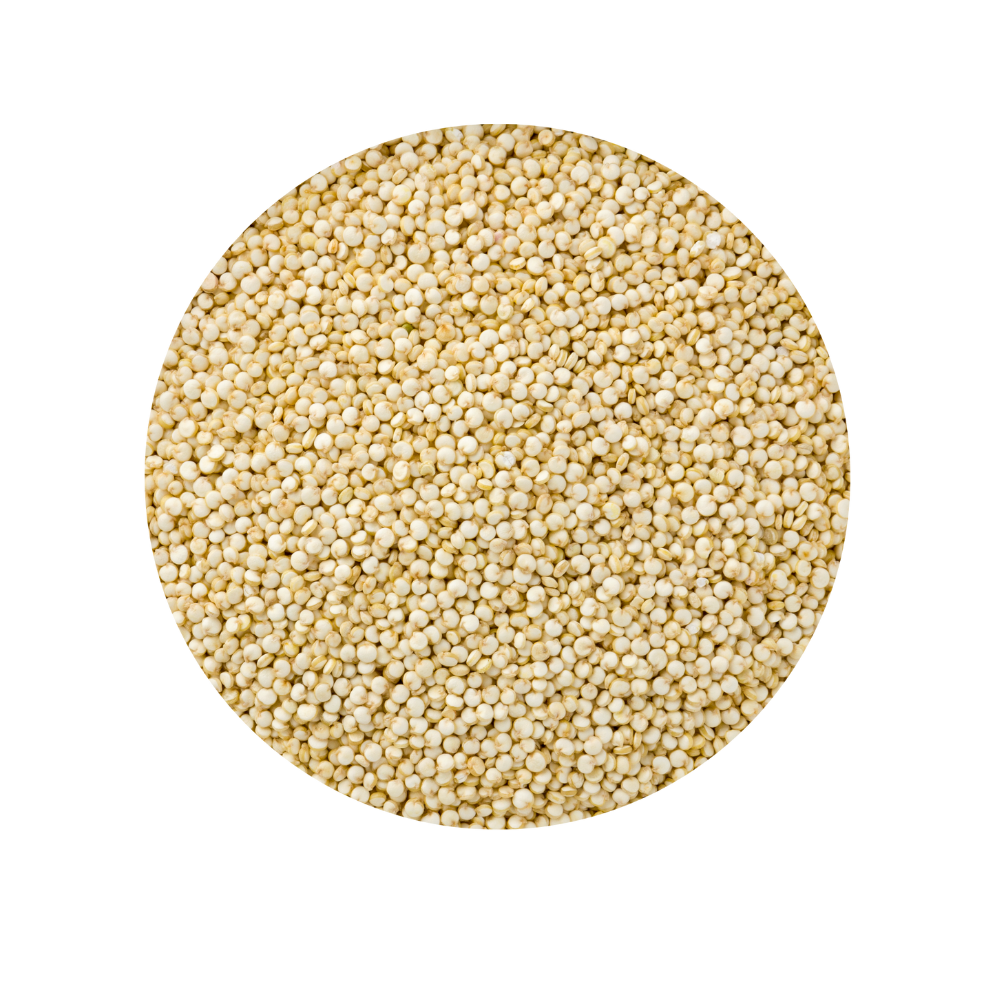 White Quinoa Seeds - Chenopodium Quinoa - Superfood With High Protein 100% Natural (Gluten free)
