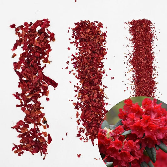 Dried Himalayan Rhododendron Flower | Roza azalea Flower Dried | Buransh Flower Coarse Cut / Tea Bag Cuts / TBC