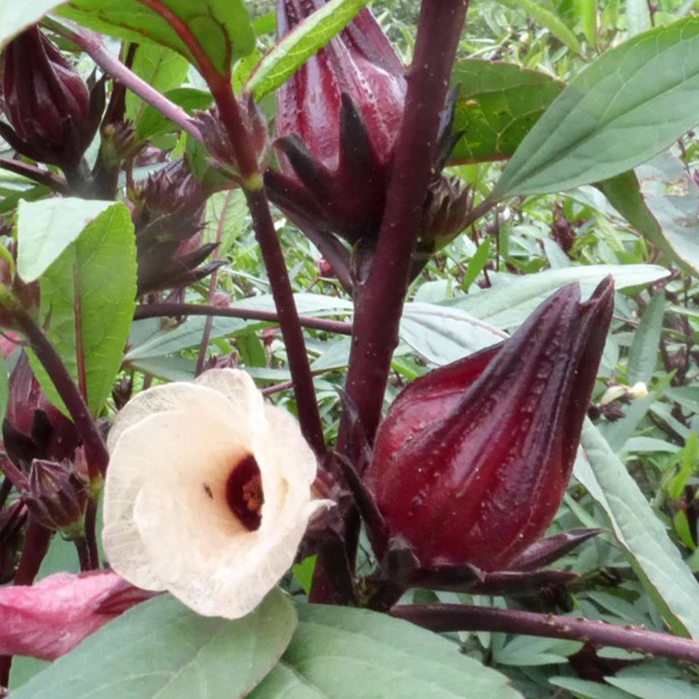 Hibiscus Flower Seeds - Hibiscus sabdariffa Seeds - Gudhal Ambadi Phool Beej, Roselle Tea Flower Seeds