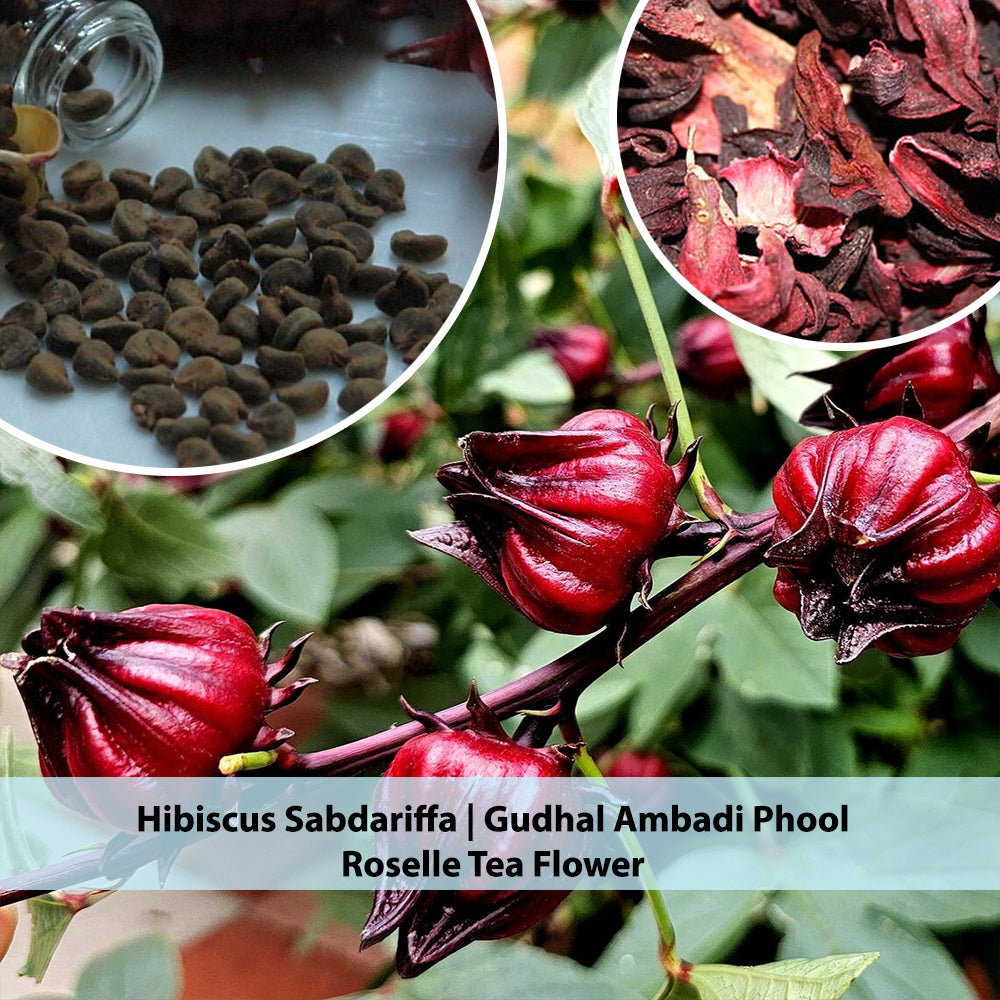 Hibiscus Flower Seeds - Hibiscus sabdariffa Seeds - Gudhal Ambadi Phool Beej, Roselle Tea Flower Seeds