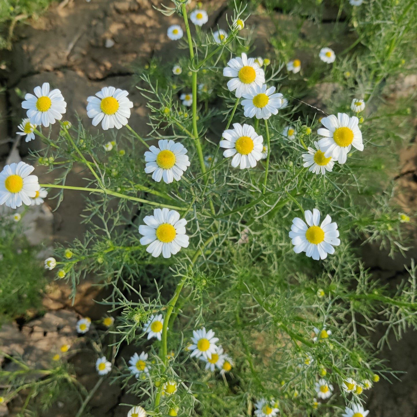White flowers with yellow centers on a green plant against a natural background