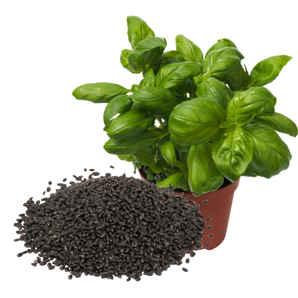 sabja seeds plants Sabza Seeds (Basil Seeds) | Health Benefits & Uses | Sweet Basil Seeds (Sabja)