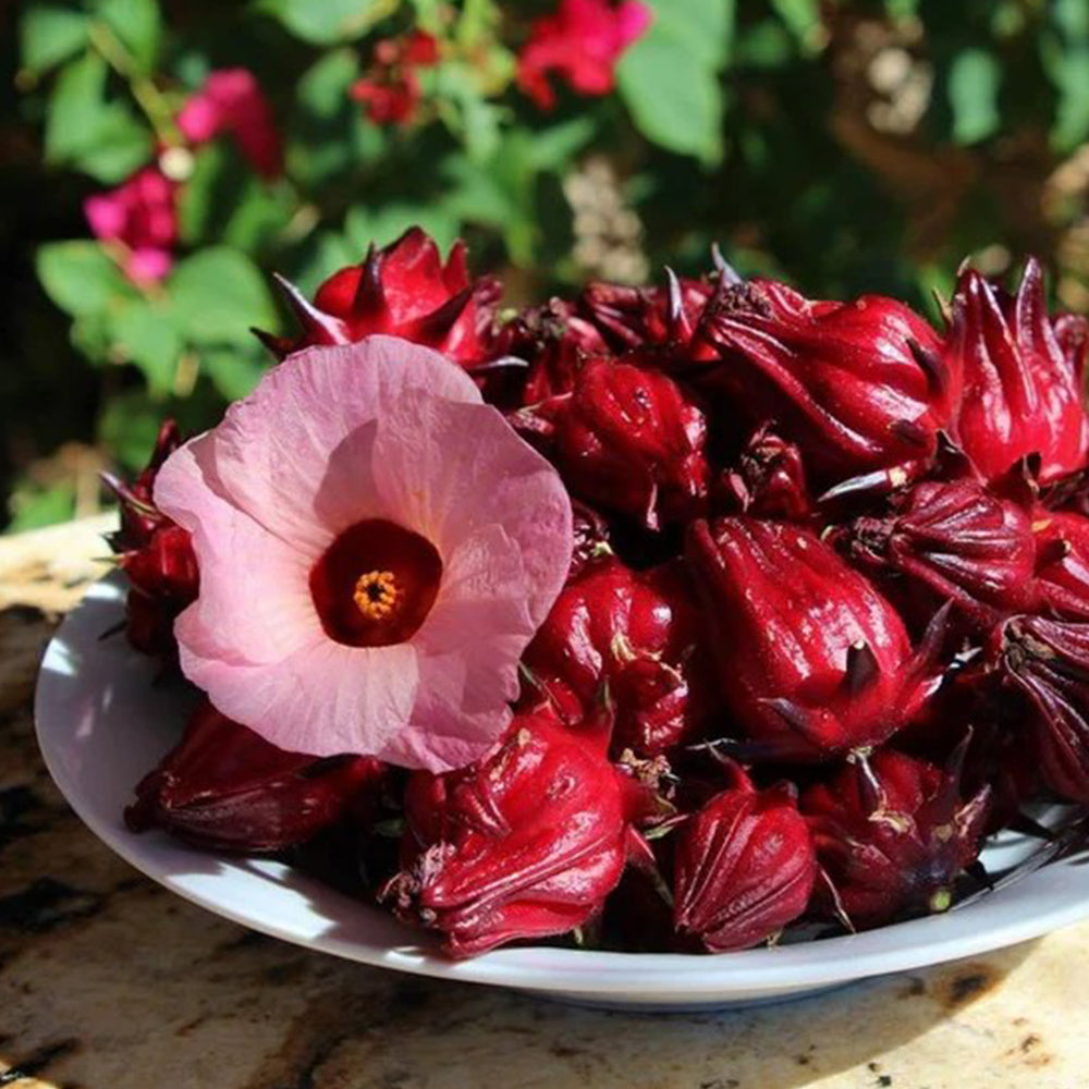 Hibiscus Flower Seeds - Hibiscus sabdariffa Seeds - Gudhal Ambadi Phool Beej, Roselle Tea Flower Seeds