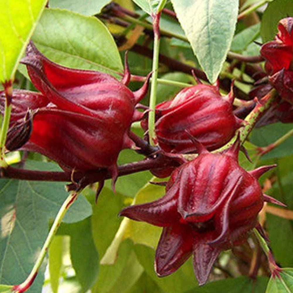 Hibiscus Flower Seeds - Hibiscus sabdariffa Seeds - Gudhal Ambadi Phool Beej, Roselle Tea Flower Seeds
