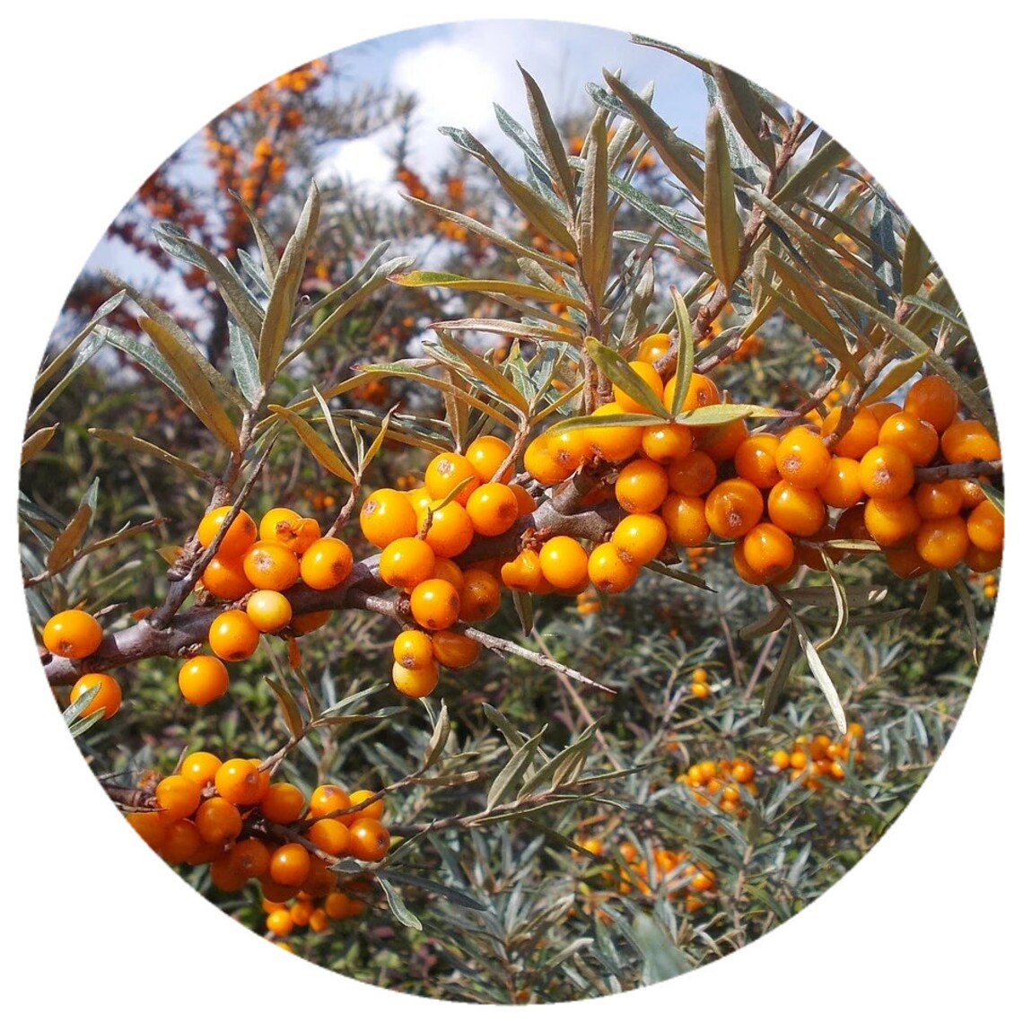 Sea Buckthorn Osmotic Berries Seaberry - Hippophae Rhamnoides | Coarse cut size