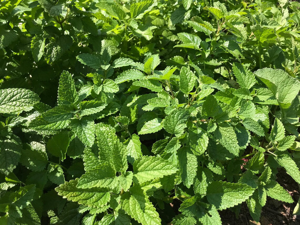 Lemon Balm/Melissa officials dried leaves