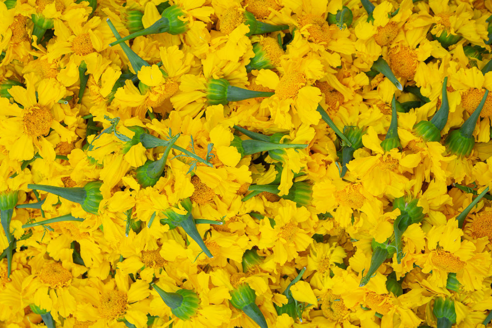 Dried Yellow Marigold Flowers | Tagetes Erecta | Marigold Tea | Dried Marigold Flowers Petals