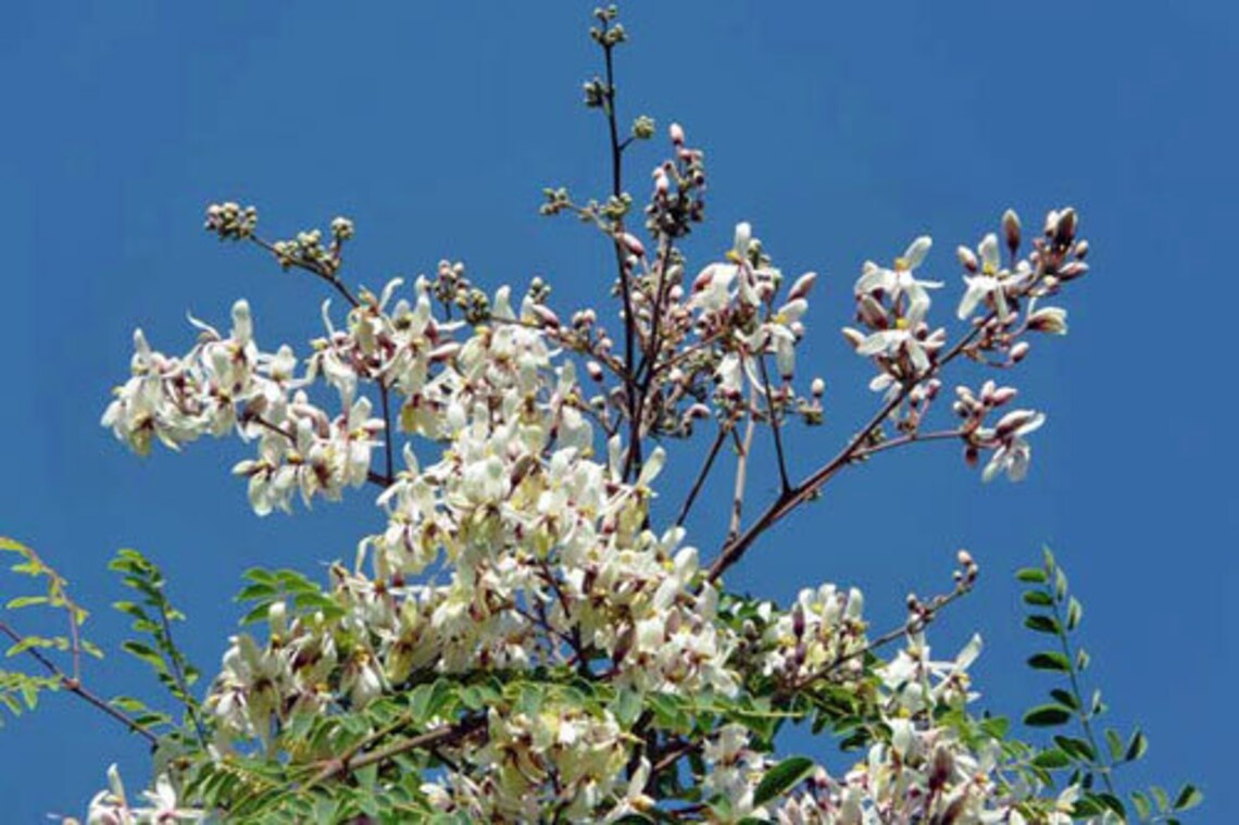 Pure Dried Moringa Flowers, Dry Murungai Poovu, For Making Herbal Tea
