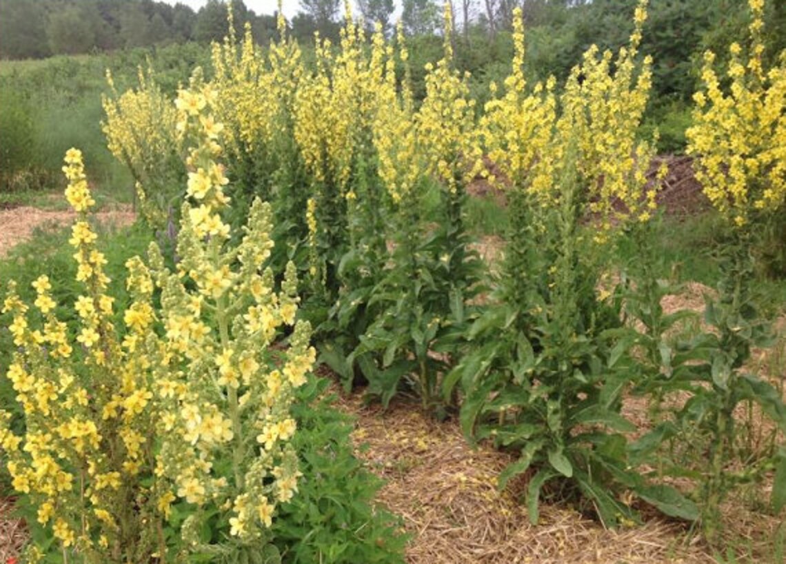 Dried Mullein leaves | Lung and Respiratory Health | Better Sleep Quality