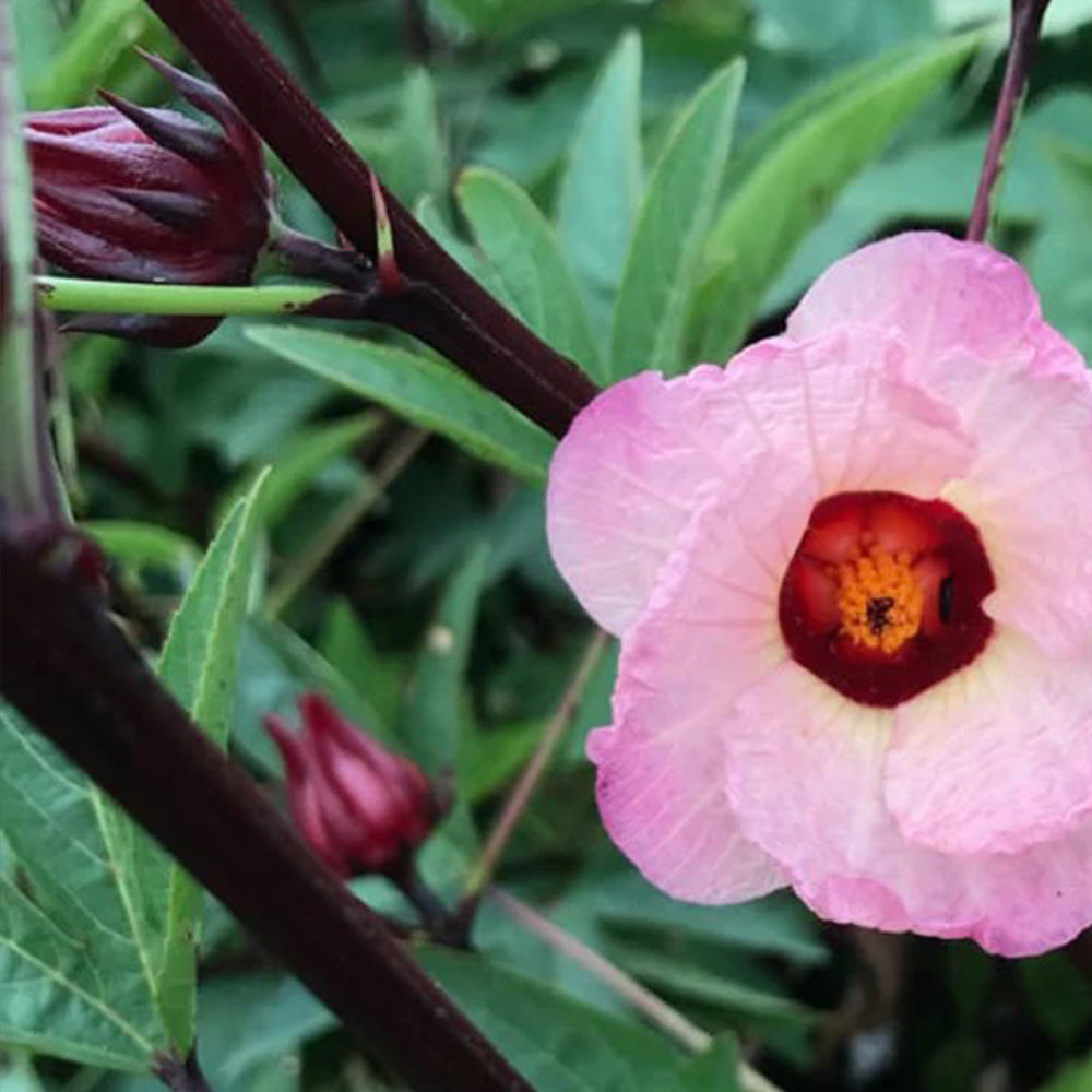 Hibiscus Flower Seeds - Hibiscus sabdariffa Seeds - Gudhal Ambadi Phool Beej, Roselle Tea Flower Seeds