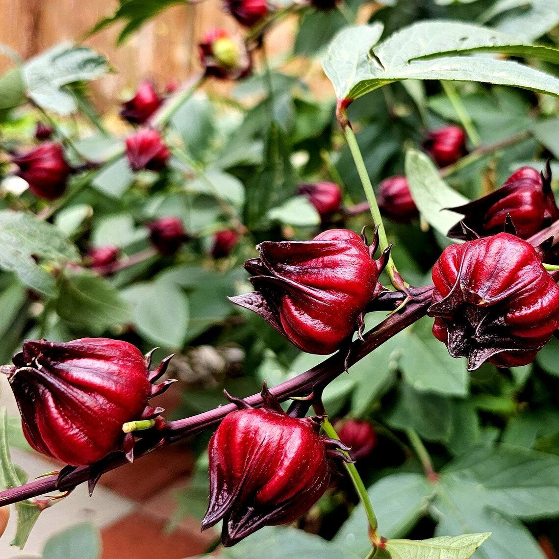 Hibiscus Flower Seeds - Hibiscus sabdariffa Seeds - Gudhal Ambadi Phool Beej, Roselle Tea Flower Seeds