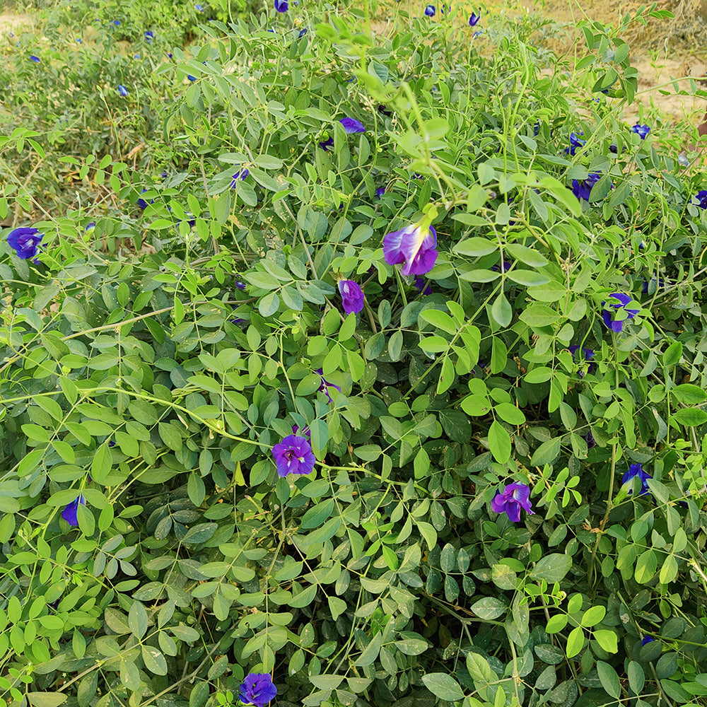 Butterfly Blue Pea Flower (Dried) | Blue Tea | Aprajita Phool - Shankhpushpi Flower - Clitoria Ternatea