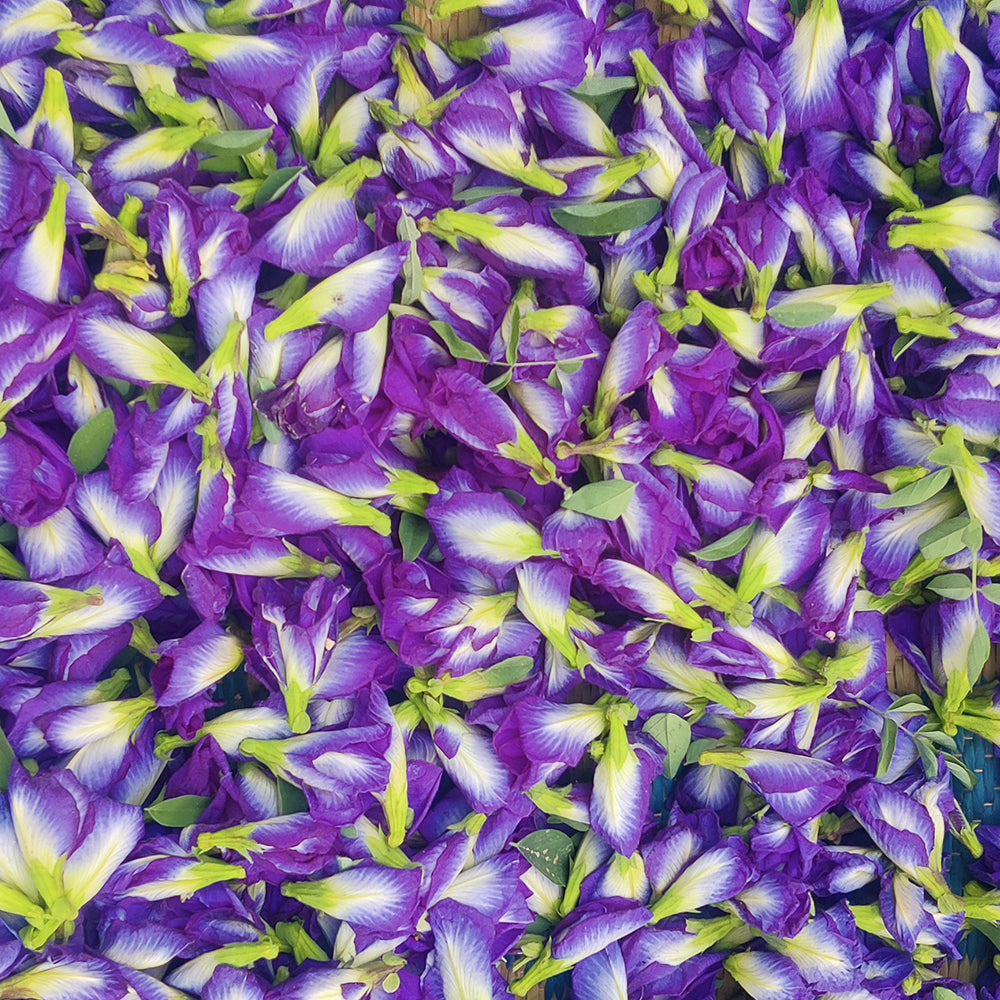Butterfly Blue Pea Flower (Dried) | Blue Tea | Aprajita Phool - Shankhpushpi Flower - Clitoria Ternatea