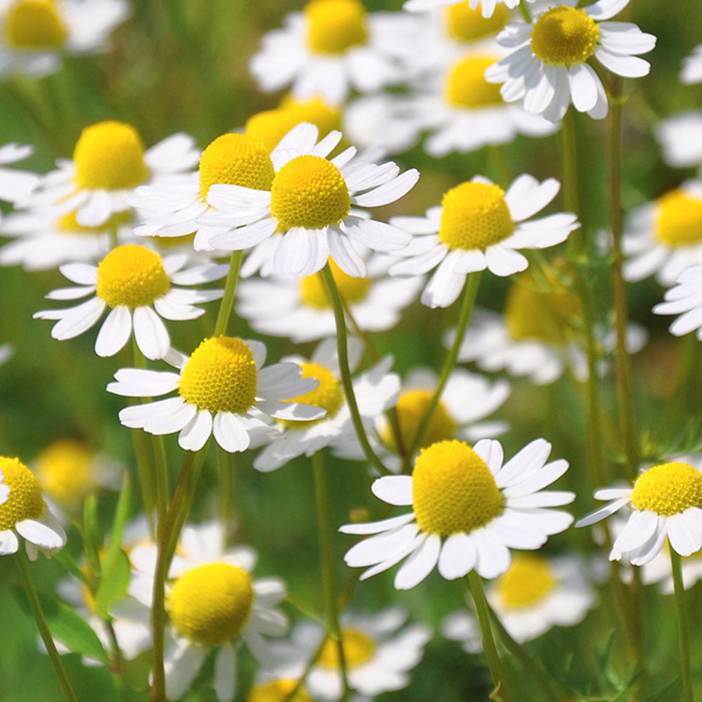 Dried Chamomile Flower - Babune Ka Phool - Matricaria chamomilla
