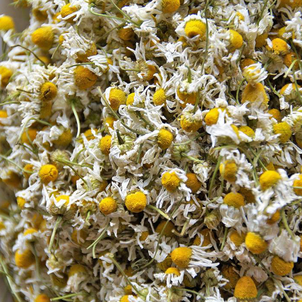 Dried German Chamomile Flower | Chamomile Tea Flower | Babune Ka Phool | Matricaria chamomilla