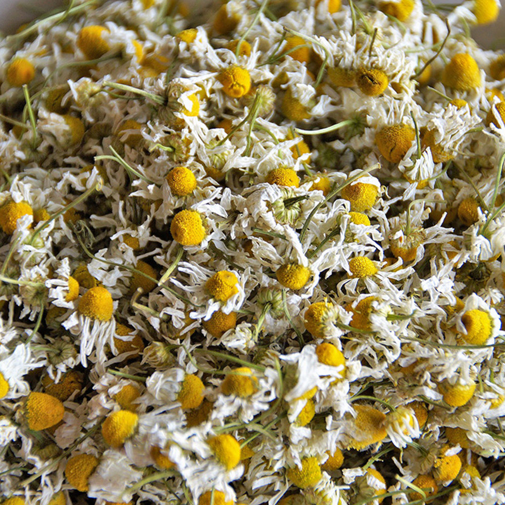 Dried German Chamomile Flower | Chamomile Tea Flower | Babune Ka Phool | Matricaria chamomilla