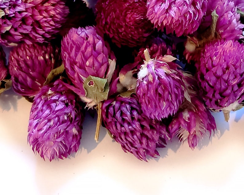 Gomphrena globosa | Dried Pink Gomphrena | Gomphrena Globosa Flower | Dry Gomphrena Amarnath Flower