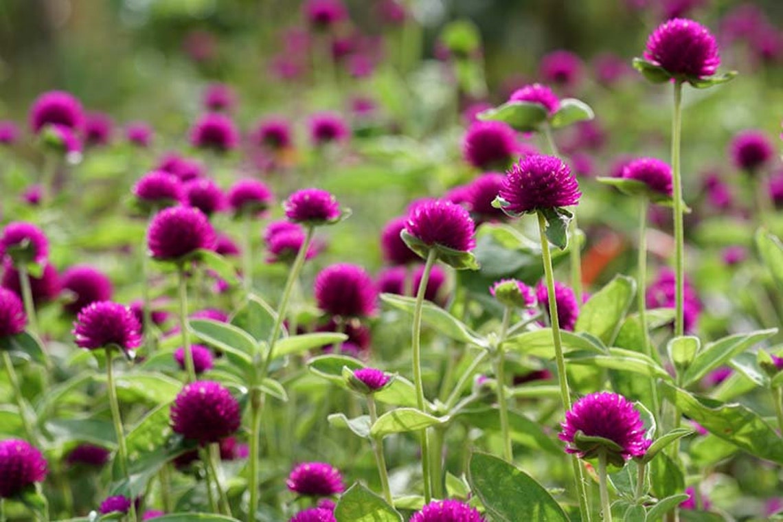 Gomphrena globosa | Dried Pink Gomphrena | Gomphrena Globosa Flower | Dry Gomphrena Amarnath Flower