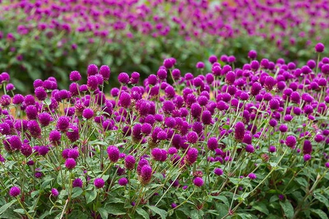 Gomphrena globosa | Dried Pink Gomphrena | Gomphrena Globosa Flower | Dry Gomphrena Amarnath Flower