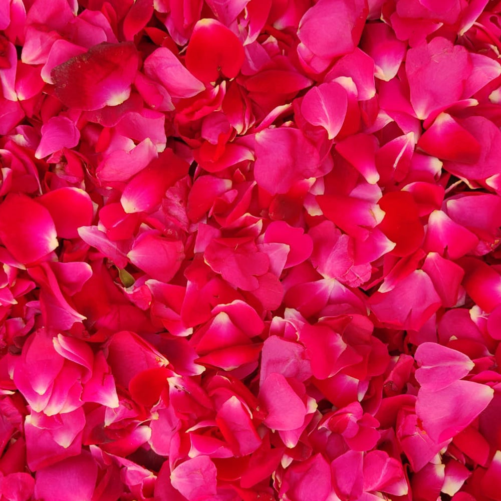 Rose Petals for Tea, Decor, & DIY Projects | Buy Dried Rose Flower Petals Edible | Gulab Patti, Rosa Gallica, Dry Rose Petal, Dried Gulab