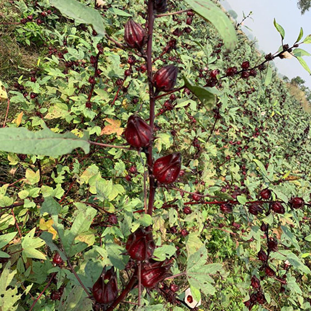 Dried Hibiscus sabdariffa Flower Tea - Gudhal Phool, Roselle Tea