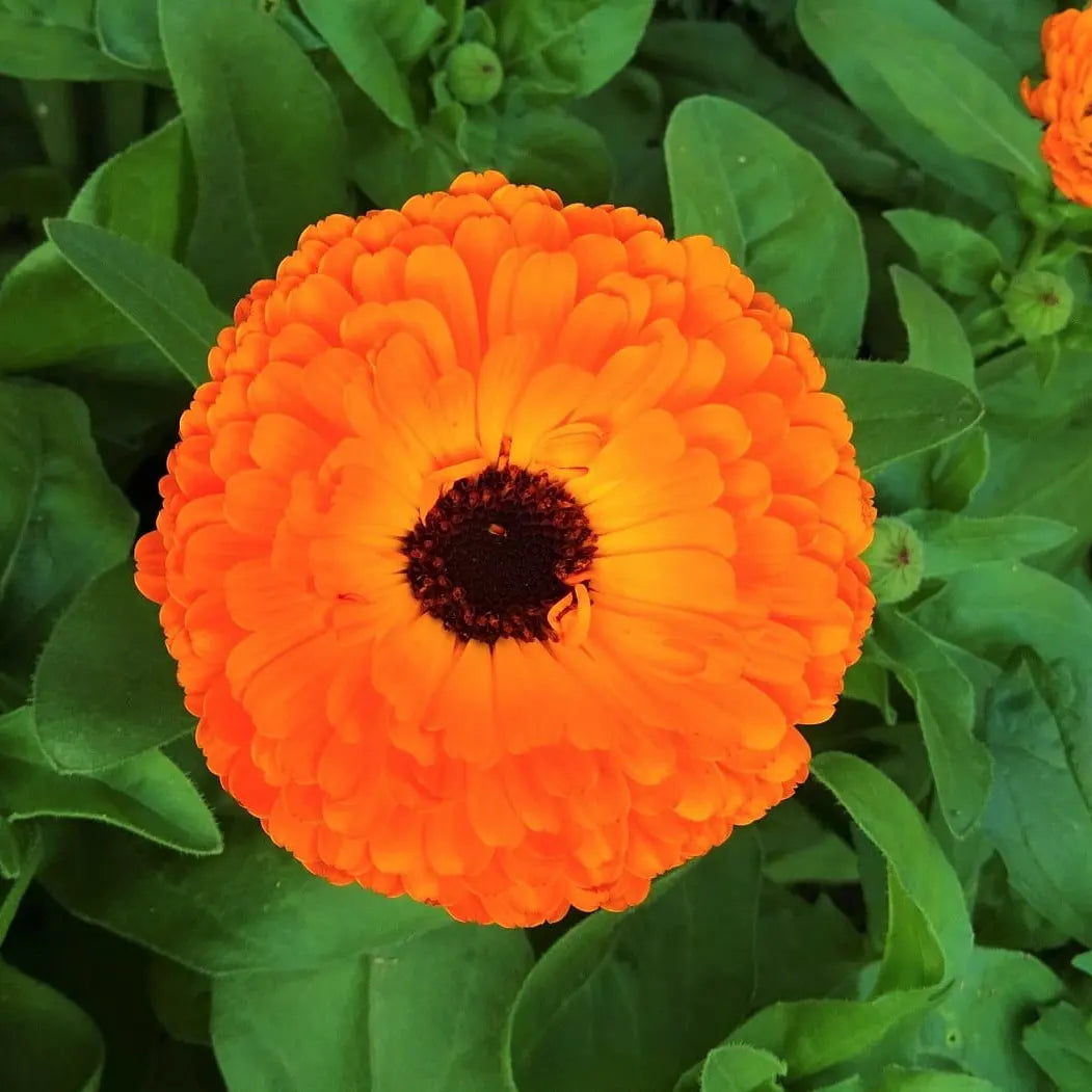 Calendula Flower (Dried) - Calendula officinalis