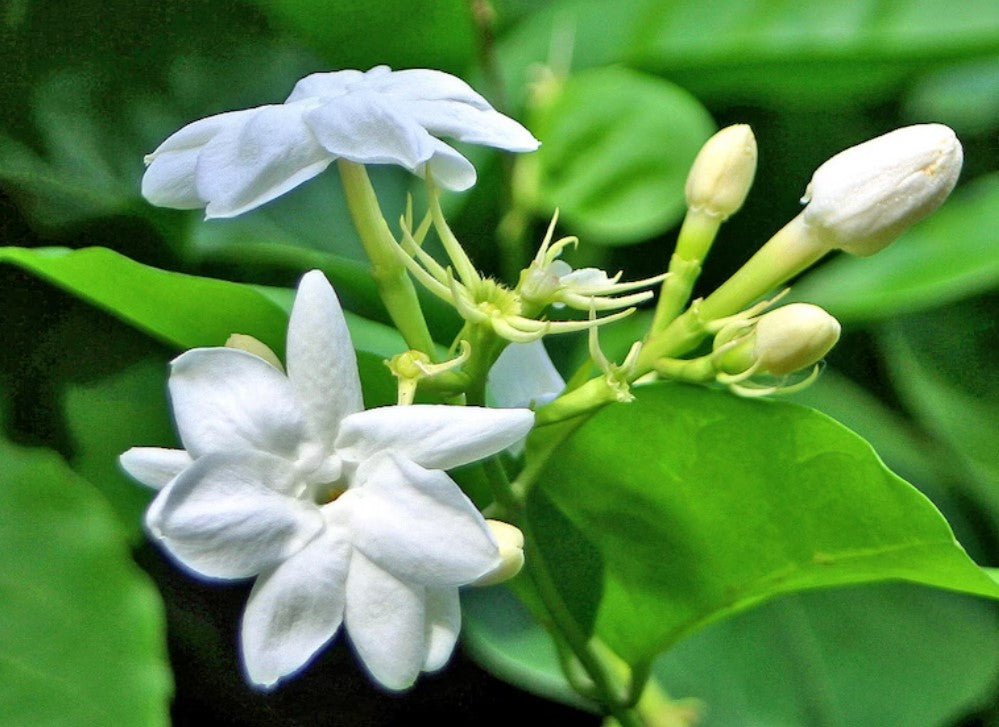 Jasmine Flower (Dried) - Chameli Phool - Jasminum Sambac - Mogra Phool - Bela