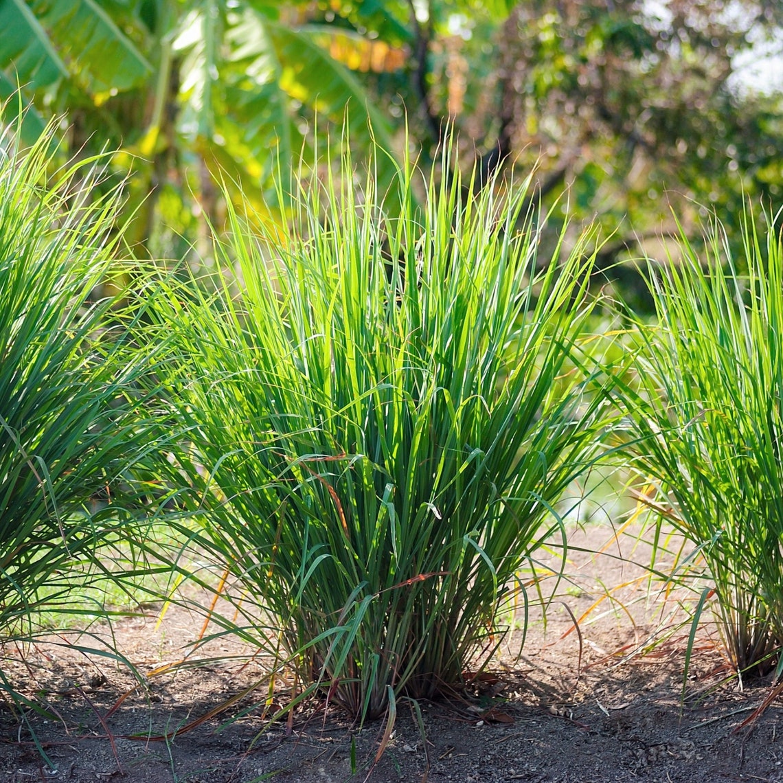 Lemongrass Leaves | Lemon Grass Dried Loose Leaves | West Indian Lemon Grass - Citronella