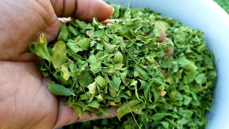 Moringa leaves Dried | Moringa Superfood Tisane | Loose Leaf Moringa Tea, Herbal Tea