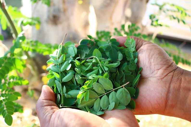 Moringa leaves Dried | Moringa Superfood Tisane | Loose Leaf Moringa Tea, Herbal Tea