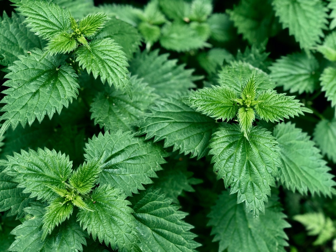 Stinging Nettle Leaf | Urtica Dioica | Nettle leaf Tea | Nettle Leaf Herb Coarse Cut / Tea Bag Cuts / TBC
