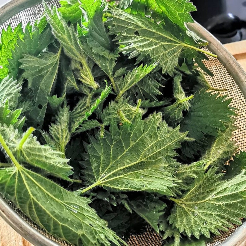 Stinging Nettle Leaf | Urtica Dioica | Nettle leaf Tea | Nettle Leaf Herb Coarse Cut / Tea Bag Cuts / TBC