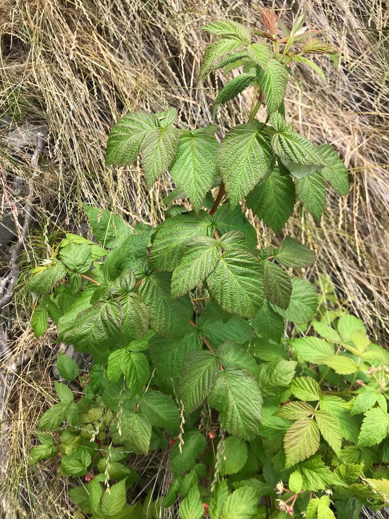 Himalayan Raspberry dried leaves | Wild Red Raspberry Leaves | rubus idaeus