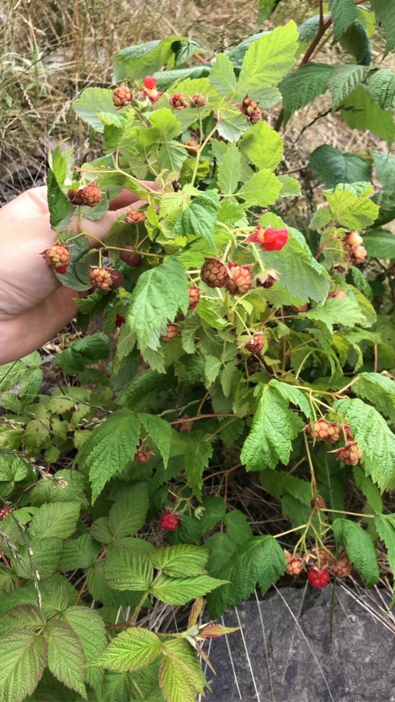 Himalayan Raspberry dried leaves | Wild Red Raspberry Leaves | rubus idaeus