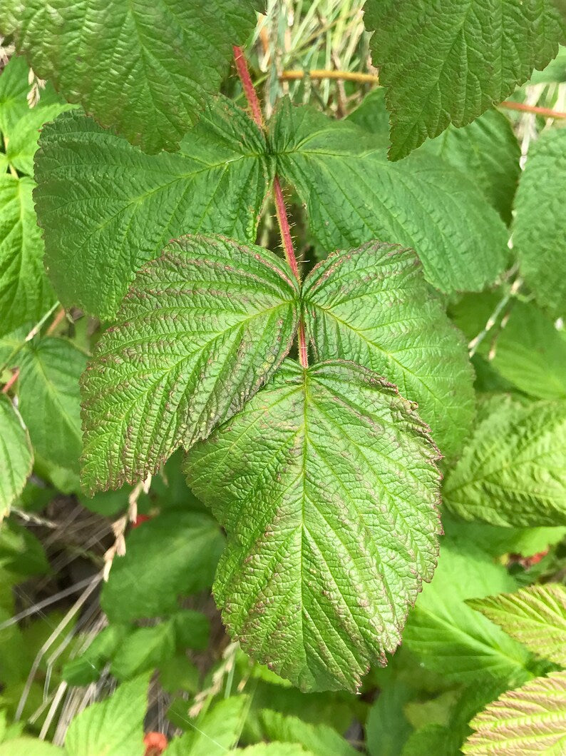 Himalayan Raspberry dried leaves | Wild Red Raspberry Leaves | rubus idaeus