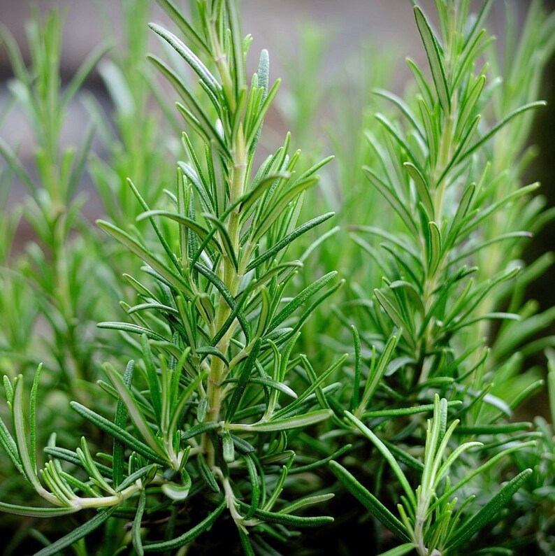 Rosemary, Herbal Products, Aromatherapy, Botanical, Spice, Rosmarinus Officinalis, Rosemary Tea, Rosemary