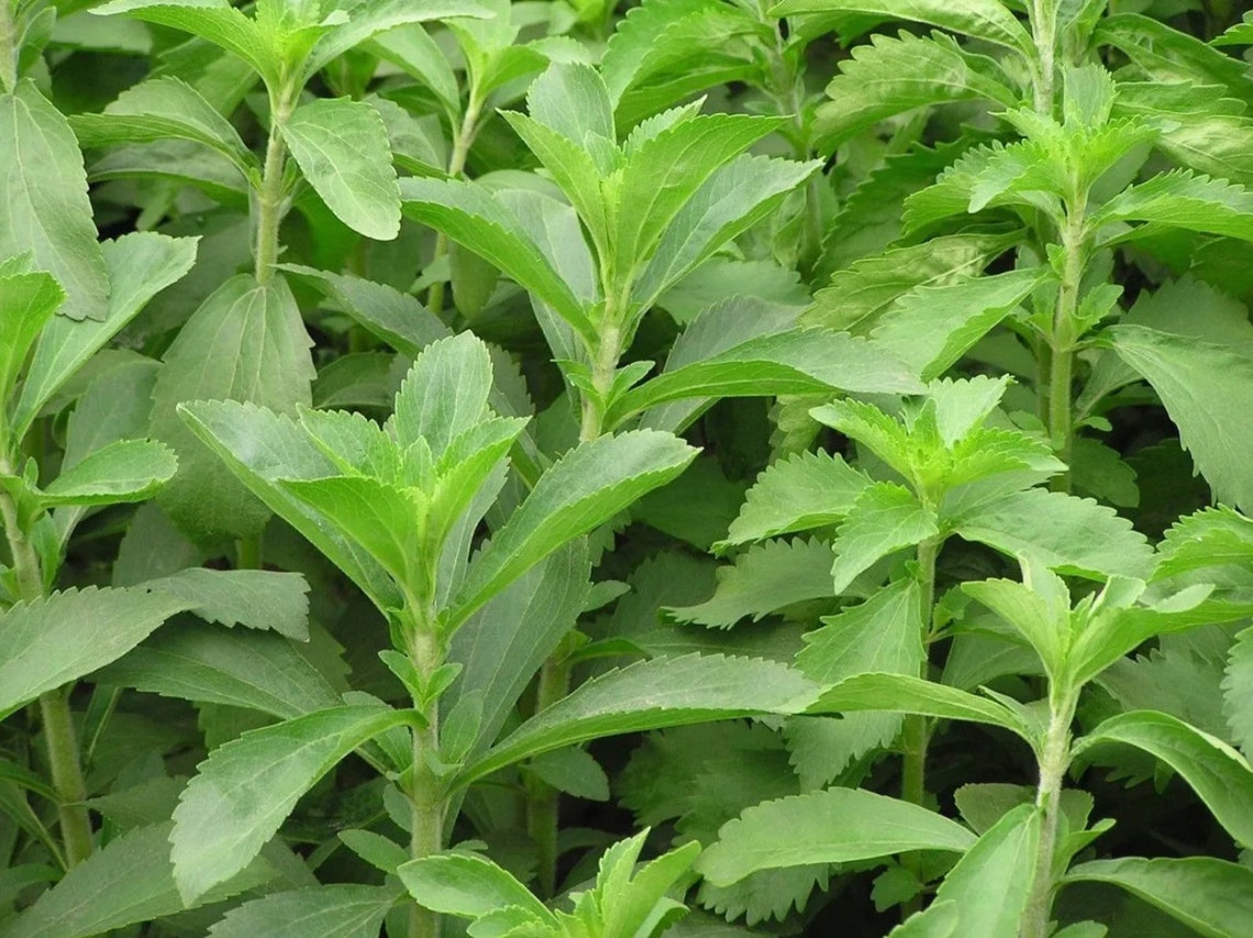 Dried Stevia Sweetleaf Herb | Stevia Leaves Dried | Natural Sweetner Leaves
