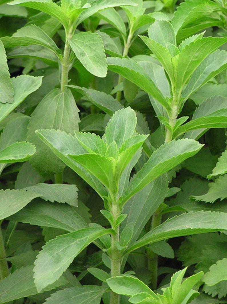 Dried Stevia Sweetleaf Herb | Stevia Leaves Dried | Natural Sweetner Leaves