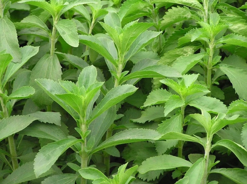 Dried Stevia Sweetleaf Herb | Stevia Leaves Dried | Natural Sweetner Leaves