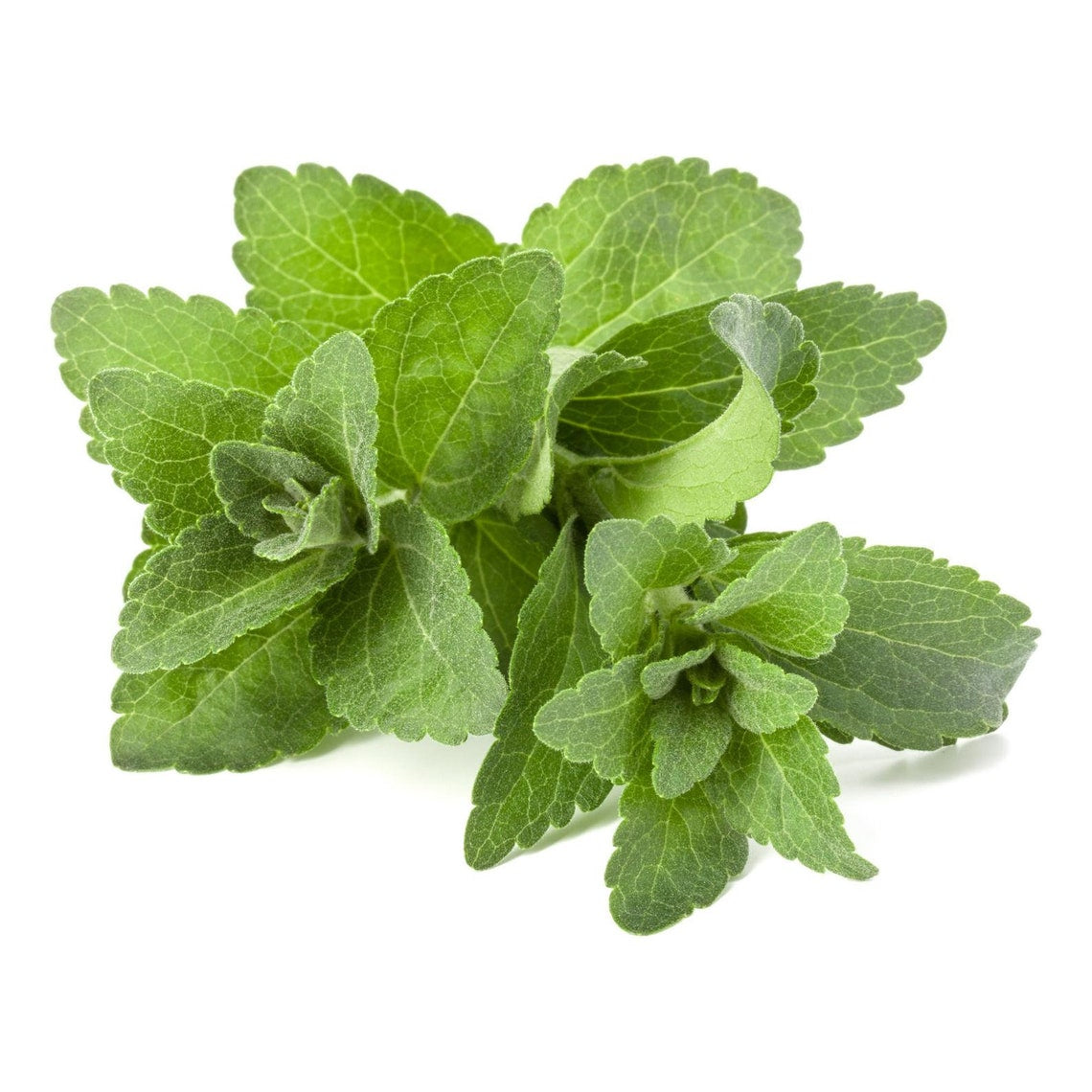 Dried Stevia Sweetleaf Herb | Stevia Leaves Dried | Natural Sweetner Leaves