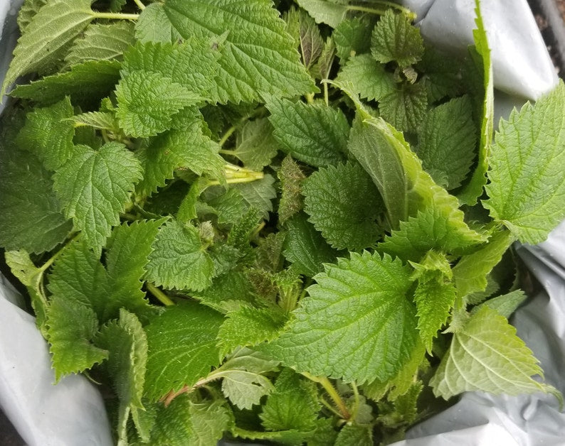 Stinging Nettle Leaves TBC, Cut & Shifted | Urtica Dioica | Nettle Leaf Herb Coarse Cut/ Tea Bags Cuts/ TBC