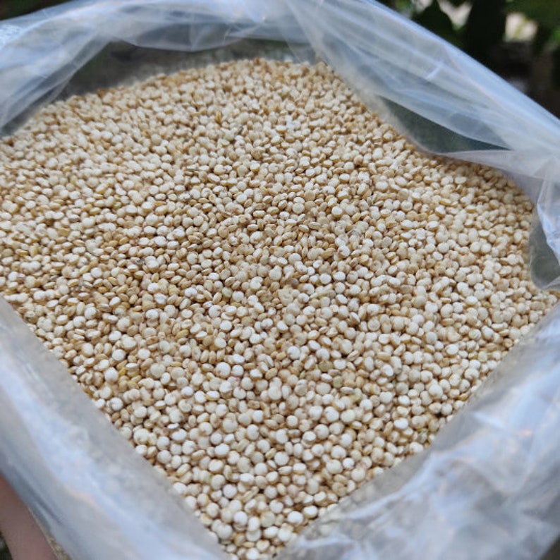 White Quinoa Seeds - Chenopodium Quinoa - Superfood With High Protein 100% Natural (Gluten free)