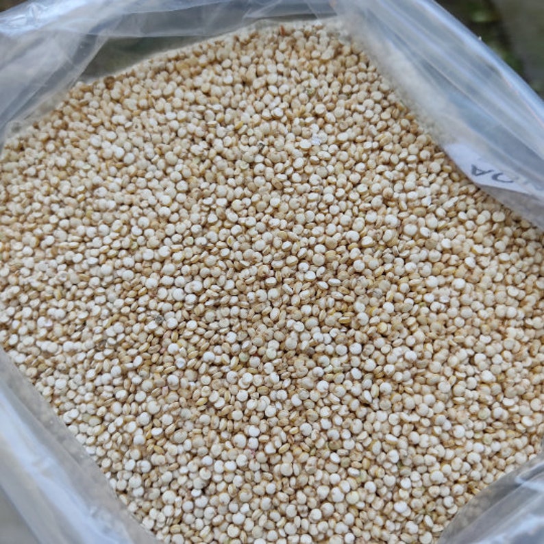 White Quinoa Seeds - Chenopodium Quinoa - Superfood With High Protein 100% Natural (Gluten free)